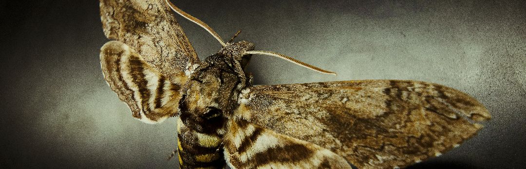 Moth photographed by Saul Villegas