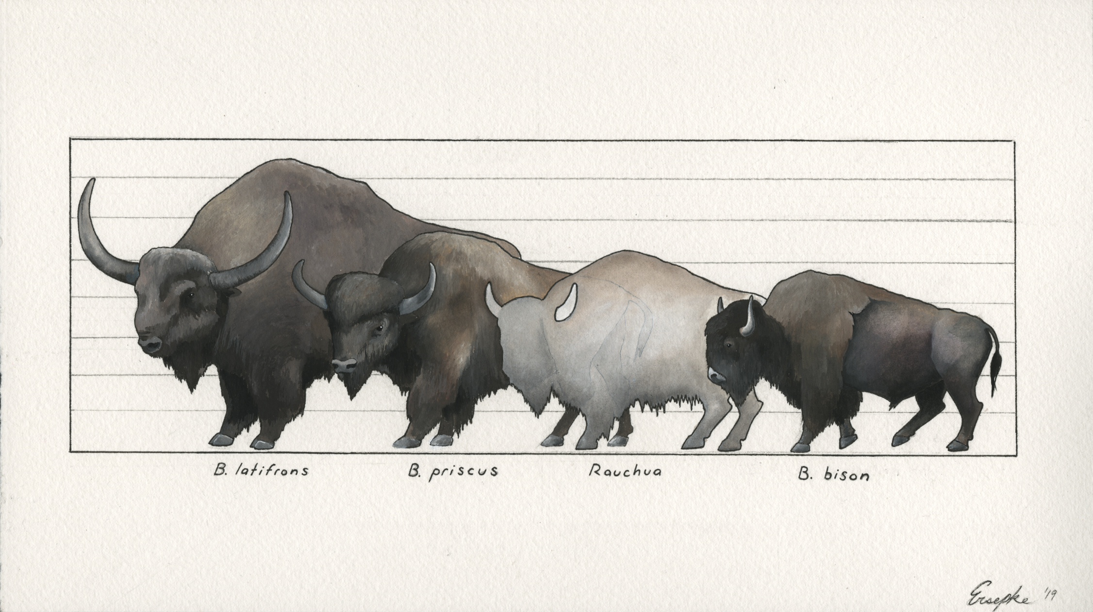 size comparison of various bison species
