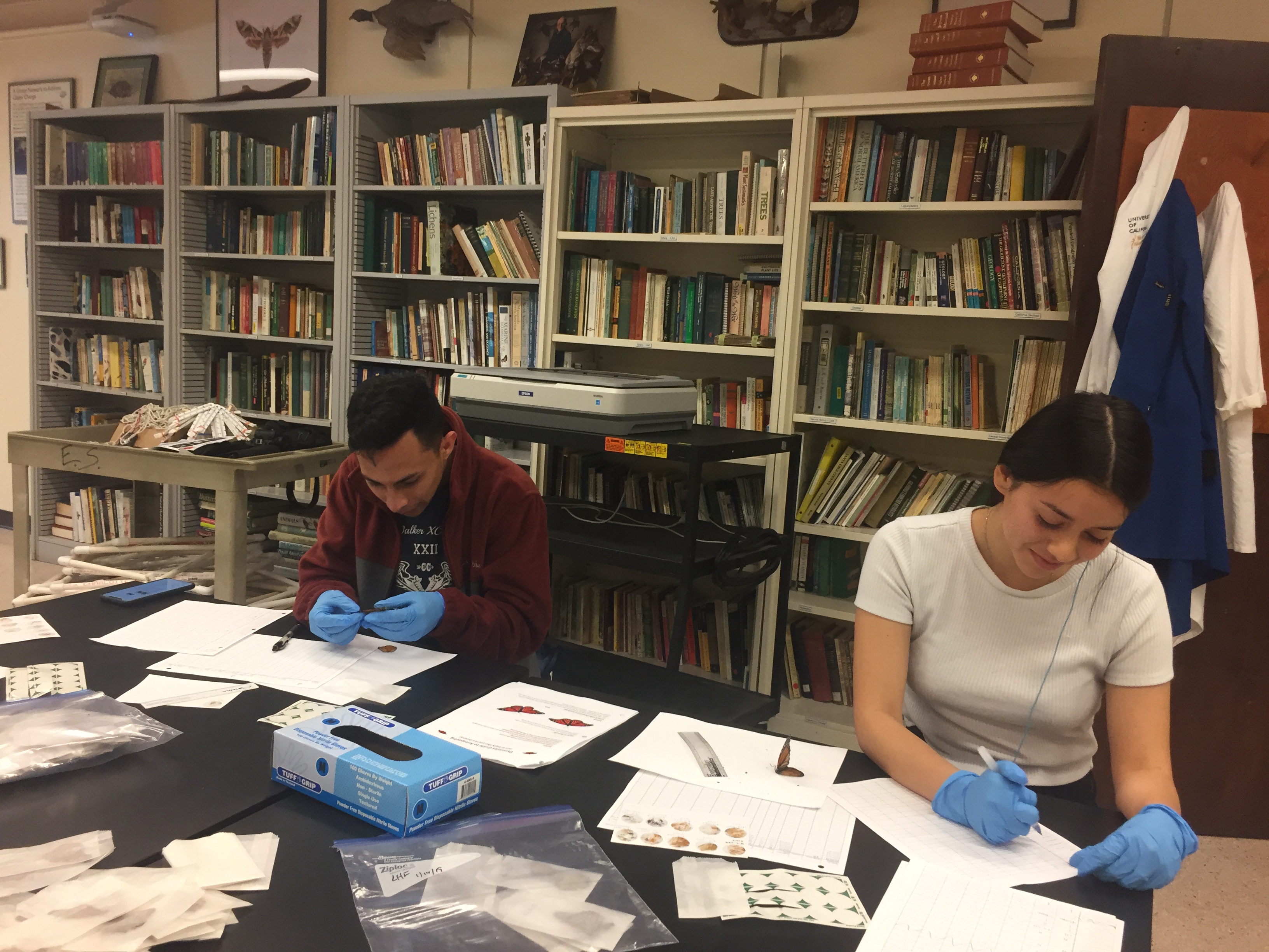two undergrads processing monarch samples