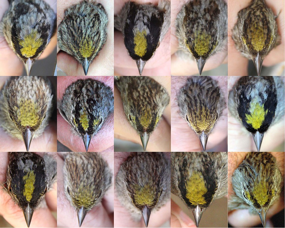 many crowns of golden crowned sparrows